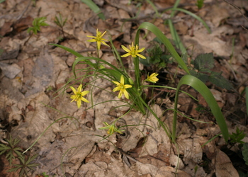 Wald-Gelbstern (Gagea lutea) - © Emanuel Trummer
